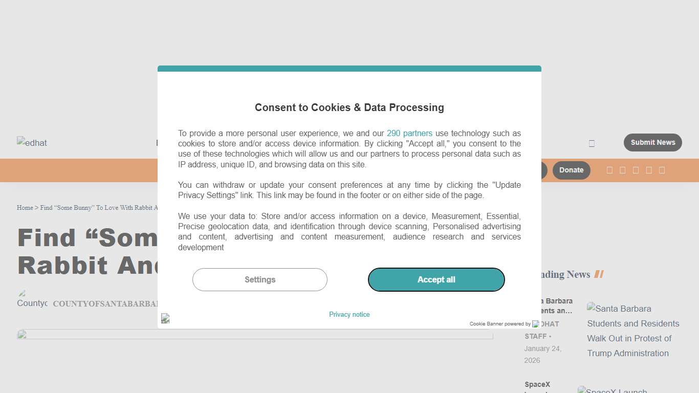 Find “Some Bunny” To Love With Rabbit And Guinea Pig Adoptions - edhat